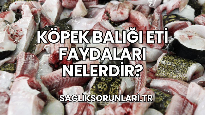 Köpek Balığı Eti Faydaları Nelerdir?