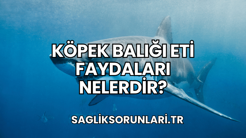 Köpek Balığı Eti Faydaları Nelerdir?