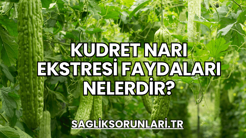 Kudret Narı Ekstresi Faydaları Nelerdir?