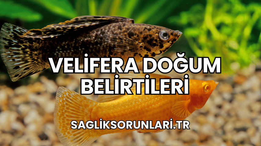 Velifera Doğum Belirtileri