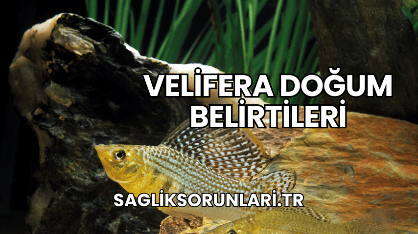 Velifera Doğum Belirtileri