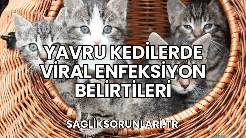 Yavru Kedilerde Viral Enfeksiyon Belirtileri