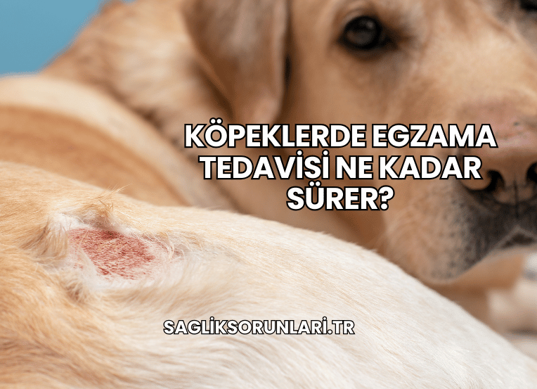 Köpeklerde Egzama Tedavisi Ne Kadar Sürer?