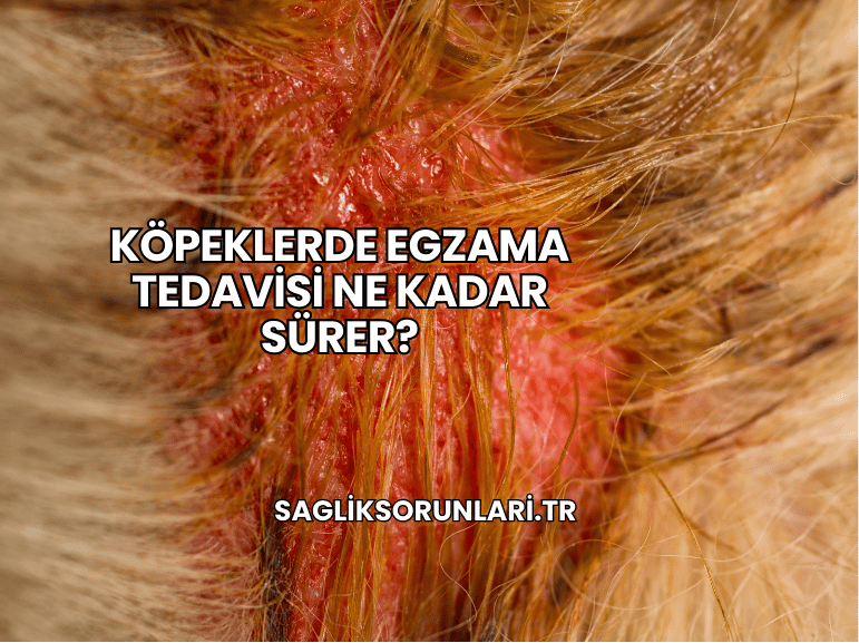 Köpeklerde Egzama Tedavisi Ne Kadar Sürer?